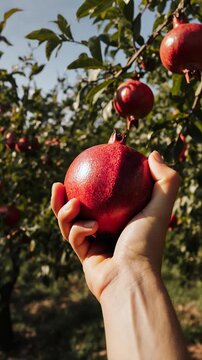 Harvesting seasonal crop in kailyard market garden fruit pomegranate grow on tree bush AI Generative