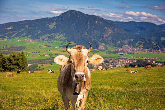 Kuh - Gr&uuml;nten - Allg&auml;u - Braunvieh - H&ouml;rner - Sommer 