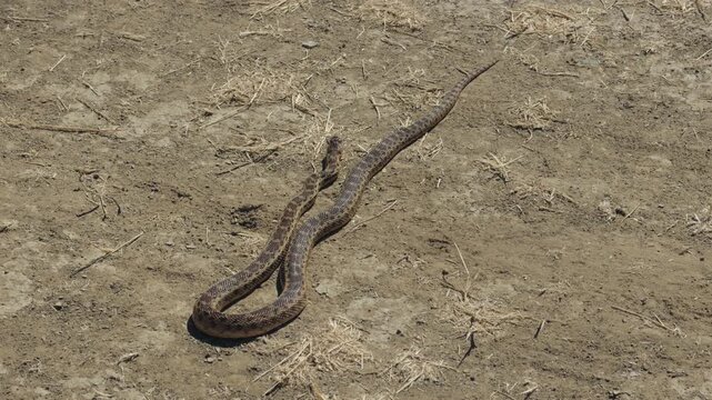 Gopher snake slithering across dry, dusty dirt ground in sunlight