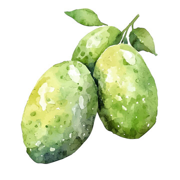 watercolor of Finger Lime vector, isolated on a white background.