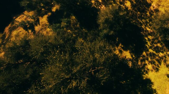 Shadows cast by trees on grass in a natural outdoor area. The sun shines down, creating a pattern of light and shadow on the ground.