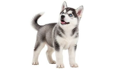 Gray Siberian Husky Puppy Looking Up © Lichins