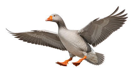 Gray Goose Flying with Orange Beak and Wide Wings © Lichins