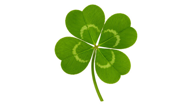 Lucky Four Leaf Clover Shamrock Symbol
