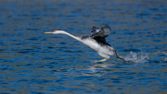 Western grebe running across blue water surface at Calero Reservoir