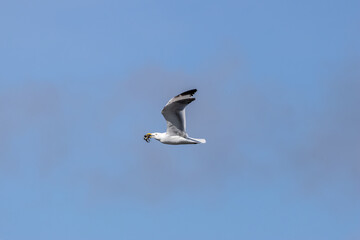 Obraz premium Adult herring gull flying with a crab in a blue sky
