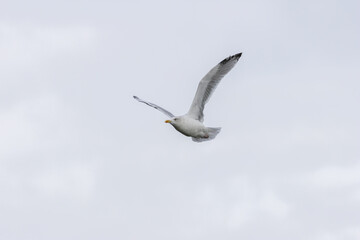 Obraz premium Adult herring gull in flight
