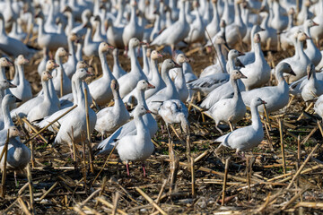 Large flock of snow geese gathering on harvested field during migration season © Leon Burda
