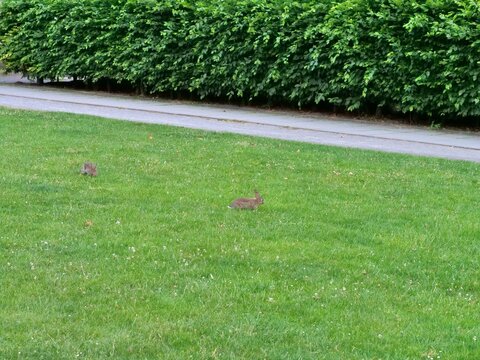 Wild rabbit hopping on a green meadow beside a paved park pathway with a dense green leafy hedge in the background.