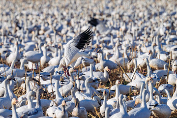 Large flock of snow geese gathering in open field during migration season © Leon Burda