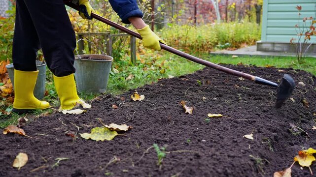 Unrecognizable Woman Planting Garlic in Garden Soil During Late Autumn. Wearing bright yellow rubber gardening boots and protective gloves. She uses hoe to create planting rows. Vegetable garden with