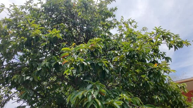 Aerial Drone Approaching and Flying Over Soursop Tree Canopy