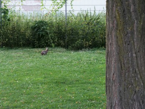 Wild brown rabbit sitting in profile on a green grassy lawn in an urban park, framed by a tree trunk in the foreground and a metal fence in the back.