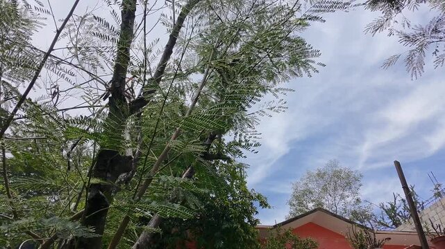 Drone Flying Close to Green Leucaena Guaje Tree Branches