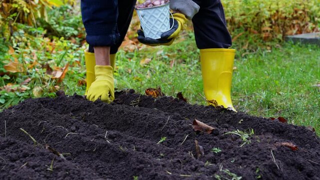 Unrecognizable woman plants garlic cloves in prepared garden soil during late autumn. Wearing bright yellow rubber gardening boots and protective gloves. Concept of healthy farming local food