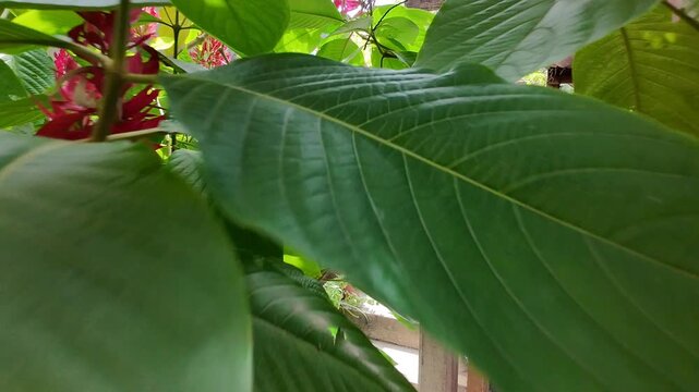Drone Gliding Through Leaves of Torch Ginger Green Plant