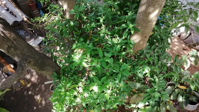 Drone Flying Down Close to Green Muicle Medicinal Herb Bush