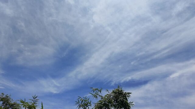 Drone Flying From Guaje Tree Canopy to Bamboo under Clear Blue Sky
