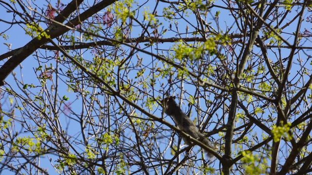 Active Squirrel Climbing Up a Tree Branch with Fresh Green Leaves in the Srping My Movie