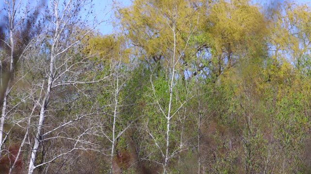 Waving Tree Branches During Spring in New England 