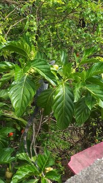 Butterflies Flying and Perching on Noni Tree Branch Near Iguana