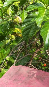 Pan Shot of Green Iguana Sunbathing on Noni Tree Foliage