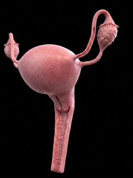 Three-Dimensional Illustration of the Female Reproductive System