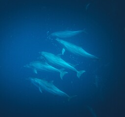 Naklejka premium A pod of Pacific white-sided dolphins swimming and surfacing in the ocean at sunset, illuminated by warm golden evening light.