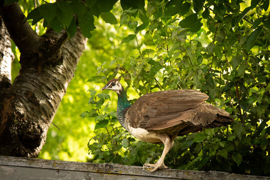 Peahen standing on the fence