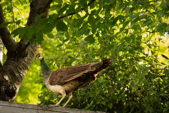 Peahen standing on a fence