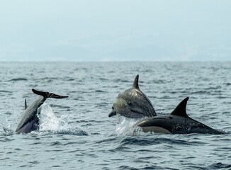 Fototapeta premium A pod of Pacific white-sided dolphins swimming and surfacing in the ocean at sunset, illuminated by warm golden evening light.