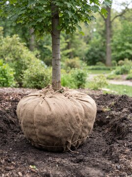 Young tree with burlap root ball being planted in garden soil  