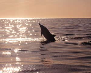 A pod of Pacific white-sided dolphins swimming and surfacing in the ocean at sunset, illuminated by warm golden evening light. © Kamal