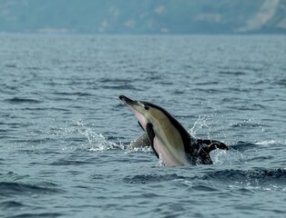 Obraz premium A pod of Pacific white-sided dolphins swimming and surfacing in the ocean at sunset, illuminated by warm golden evening light.