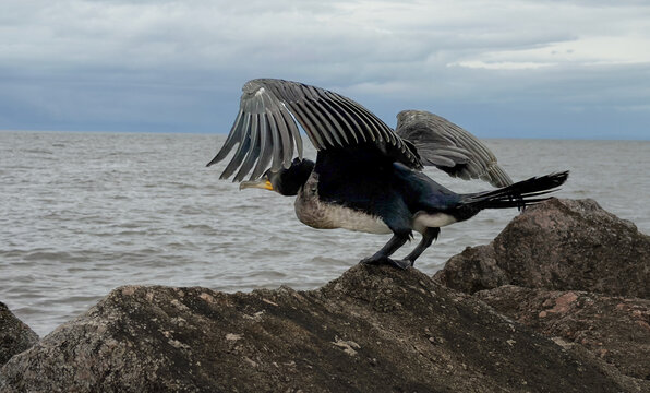 Great Cormorant with Wings Spread