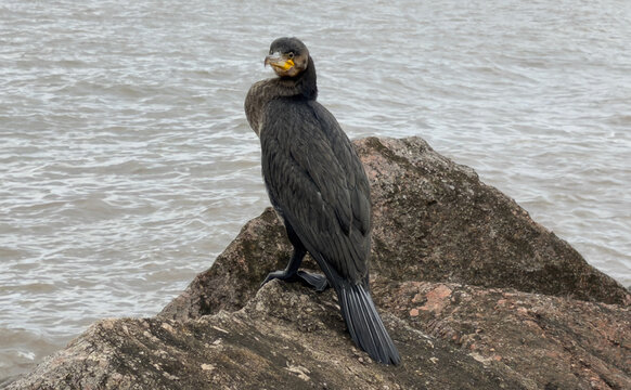 Great cormorant (Phalacrocorax carbo) perched on coastal rocks, looking back towards the camera.