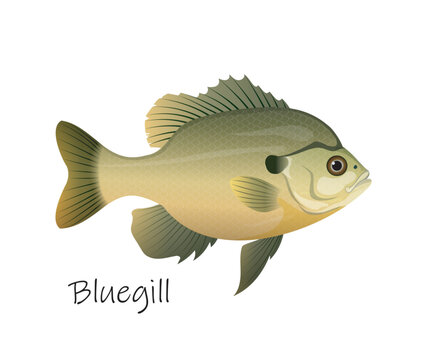 Detailed bluegill freshwater fish isolated on white background with species name text. Vector illustration