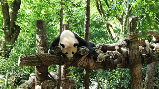 Giant panda resting on a wooden climbing platform in the lush green summer forest at Panda Valley, Chengdu, China