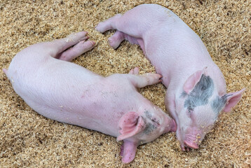Cute Baby Piglets Sleeping Together on Wood Shavings in Barn Pen © Sergio