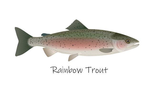 Detailed rainbow trout freshwater fish isolated on white background with species name text. Vector illustration