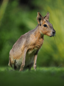 Patagonian mara (Dolichotis patagonum) alert in grass, copy space