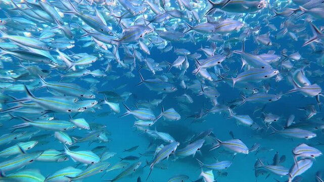 Closeup shoal of juvenile fusiliers fish swimming at ocean surface during feeding frenzy in Yasawa Islands, Fiji, South Pacific