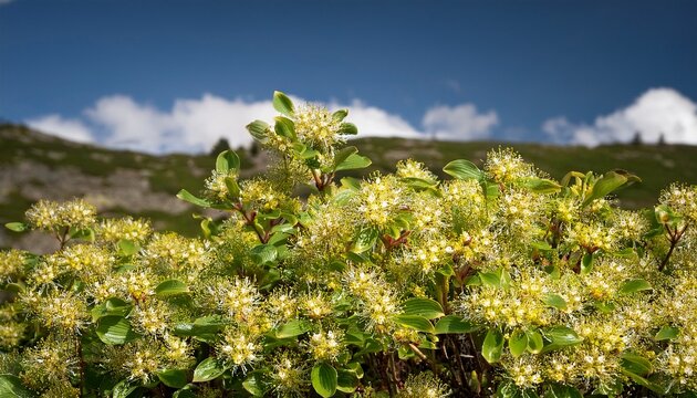 Blooming Dwarf Cornel Or Bunchberry Cornus Suecica