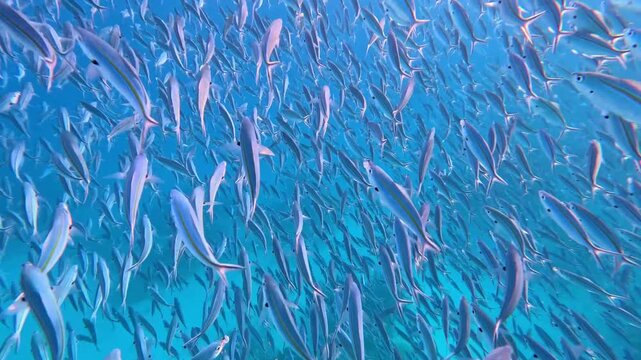 Underwater closeup of big shoal of schooling Caesionidae fusilier fish swimming and moving quickly in unison to avoid dangers in Yasawa Islands, Fiji, South Pacific