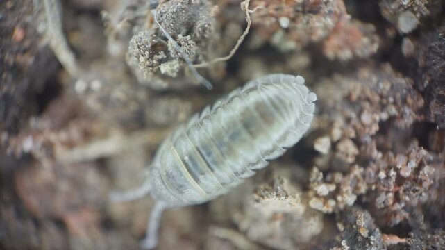 Woodlouse Insect Close Up Macro UK Garden 