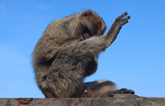 Barbary Macaque (Macaca sylvanus) in Gibraltar.