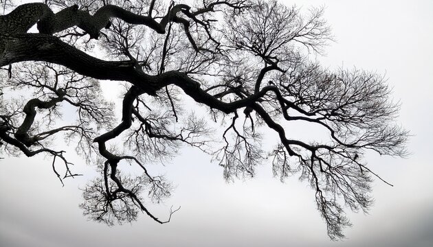 Black Branches On White Background