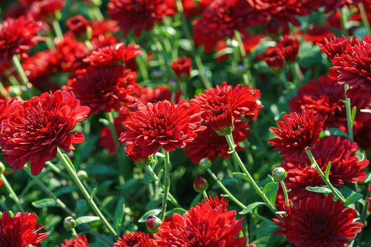 Dense blooming red double decorative chrysanthemum morifolium, flowers in garden. Bright autumn floral background with fresh blossoms, buds and green foliage. Plant breeding, gardening, cultivation