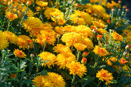 Bright yellow pompon chrysanthemum flowers in full bloom creating vibrant floral background. Closeup of colorful autumn blossoms growing in a garden, seasonal fall decorative plant breeding