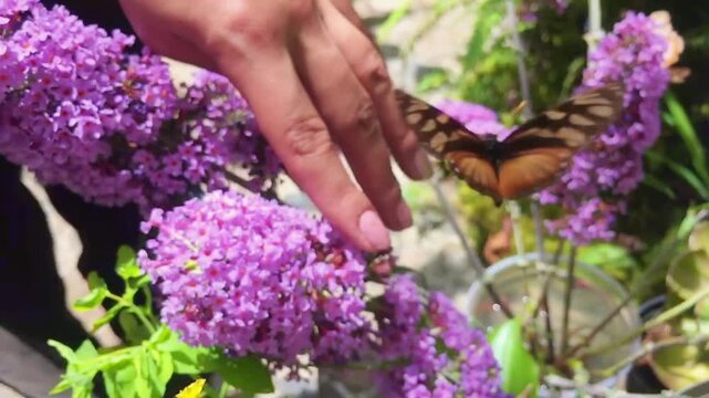 Heliconius erato chestertonii on Buddleja davidii Heliconius erato chestertonii Butterfly Exploring Pink Buddleja davidii Flowers, Endemic Colombian Butterfly in Tropical Garden, Full HD Nature Footag